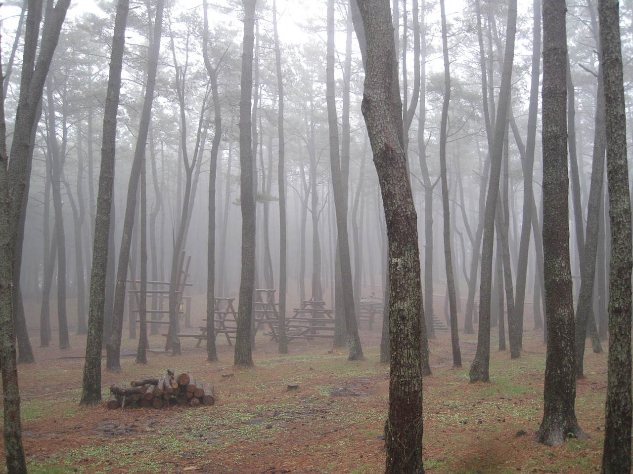 jeju island forest wood free photo