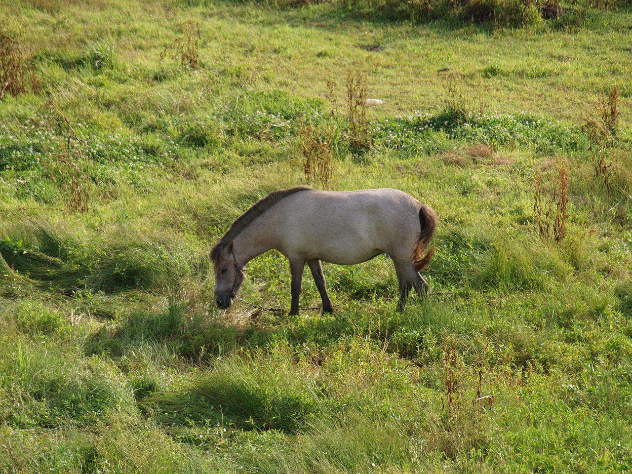 jeju island horse farm free photo