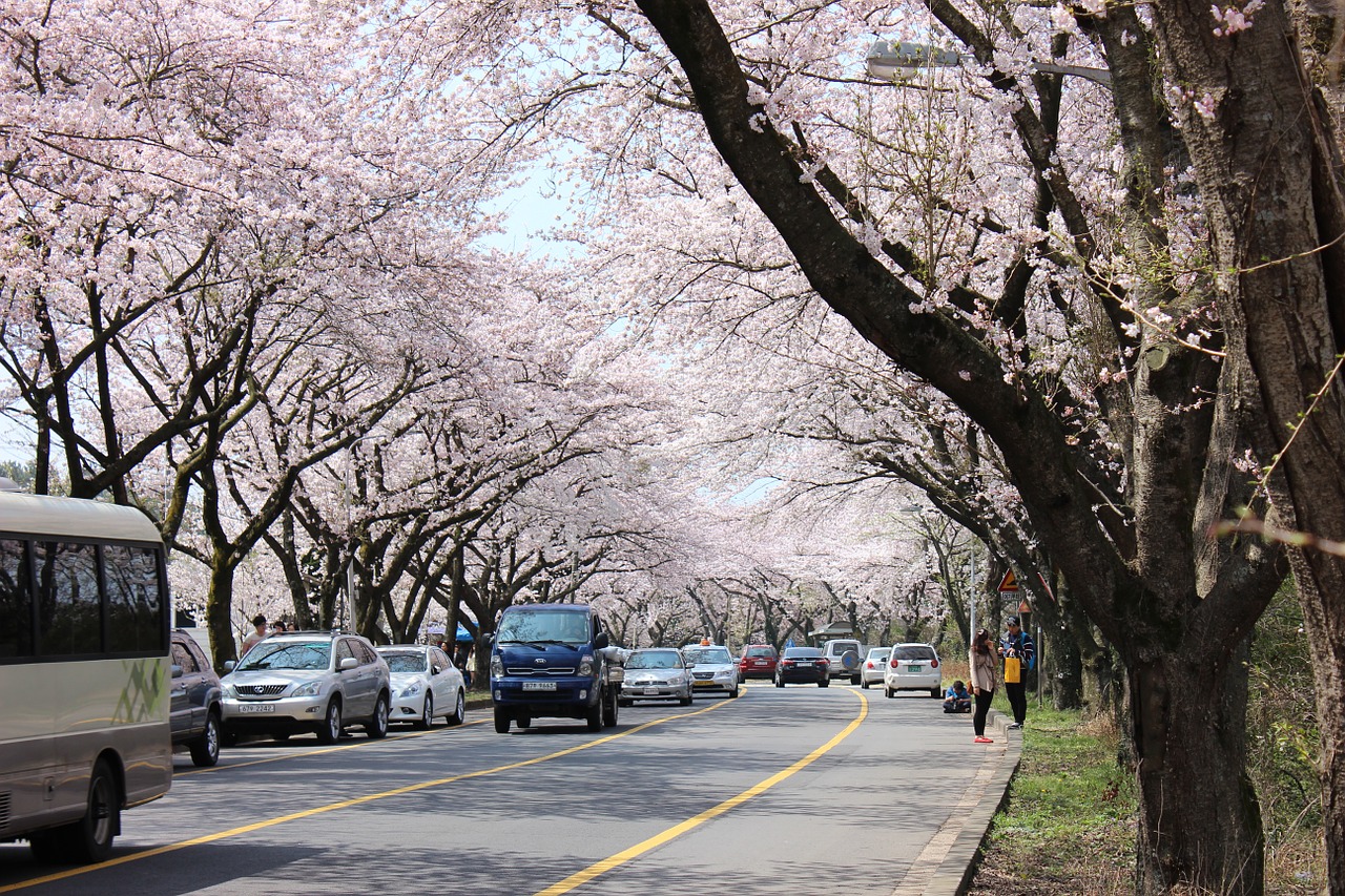 jeju island cherry blossom cheju national university free photo