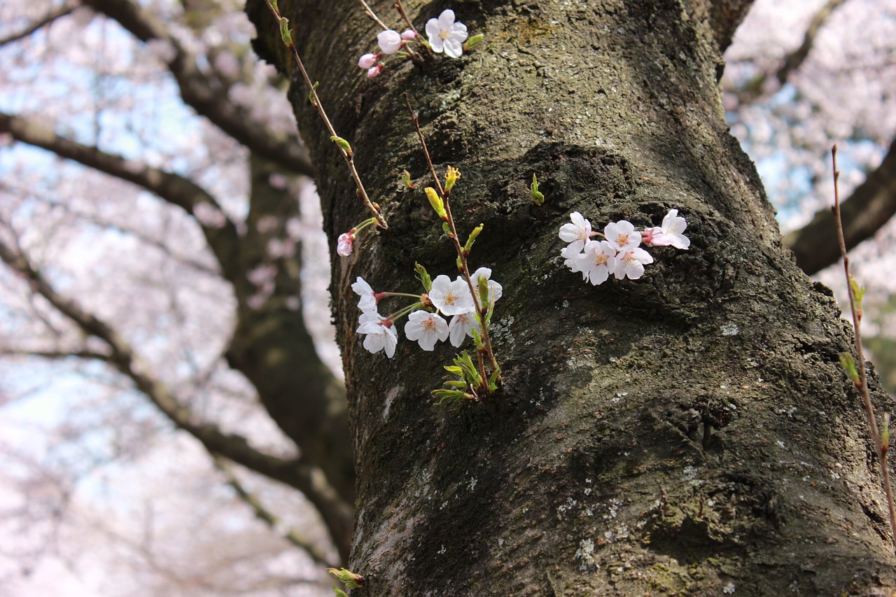 jeju island cherry blossom cheju national university free photo