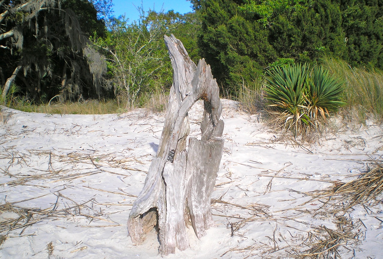 jekyll island georgia drift wood free photo