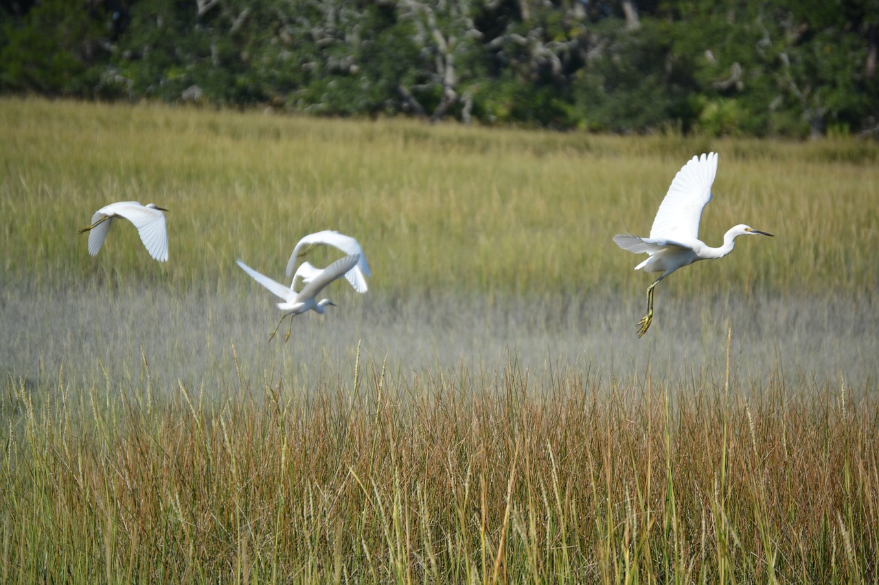 jekyll island birds nature free photo