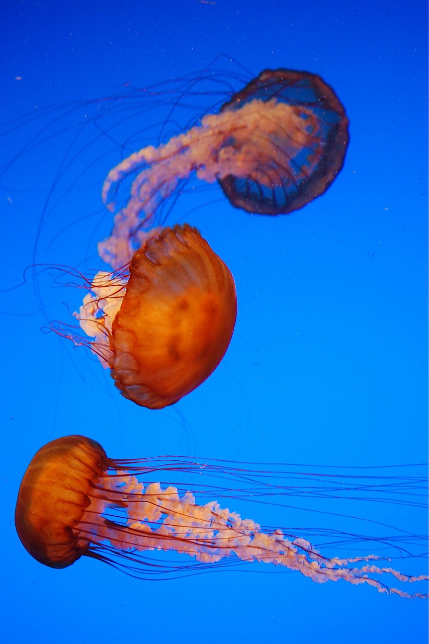 jelly fish animal free photo