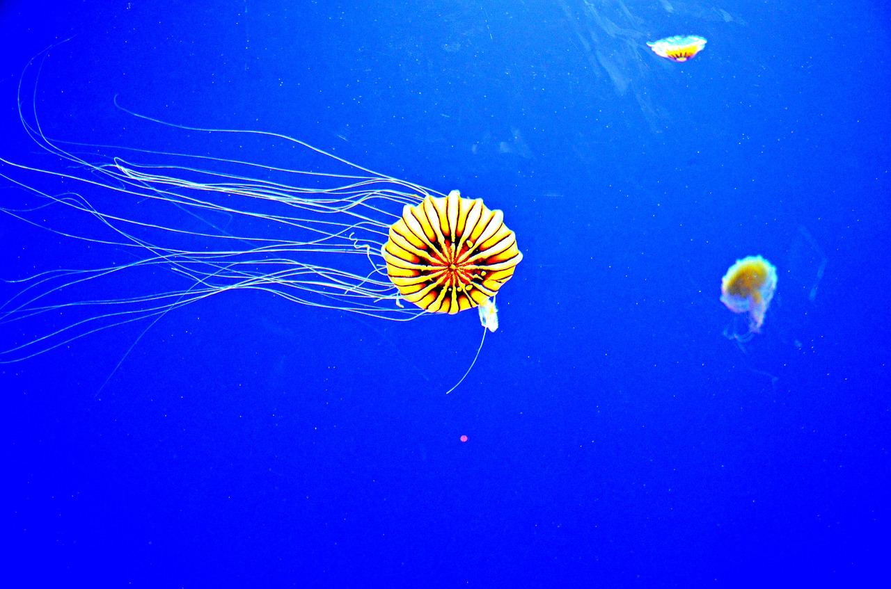 jelly fish georgia aquarium free photo