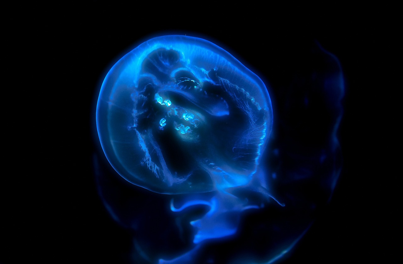 jelly fish blue florescent free photo