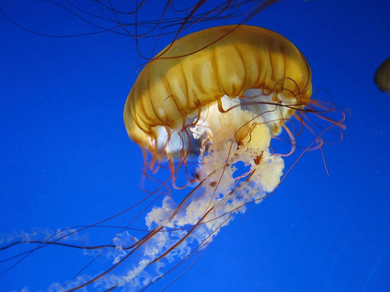 jelly fish water jellyfish free photo