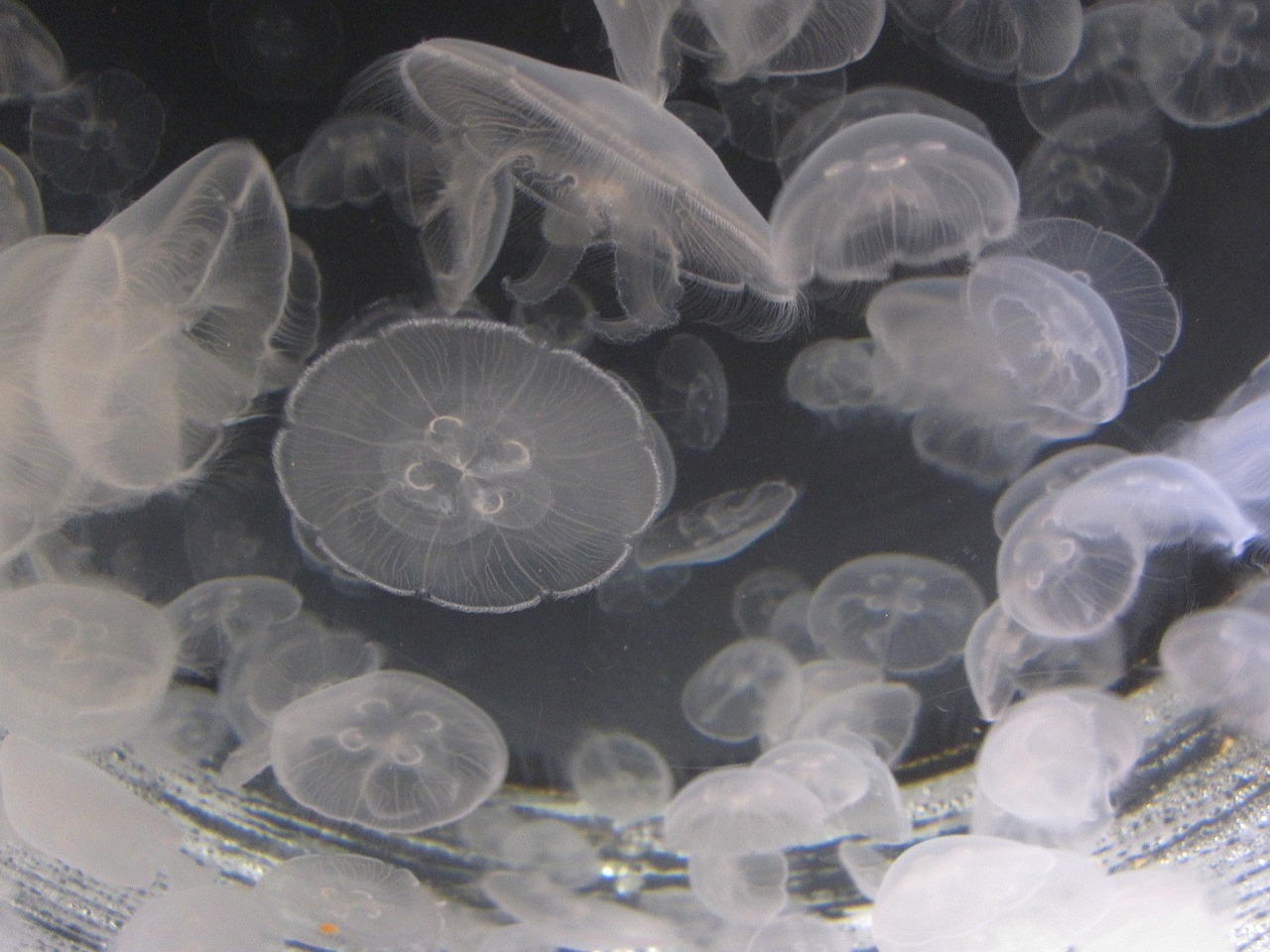 jelly fish water jellyfish free photo
