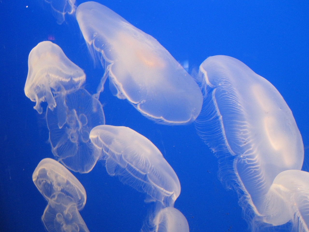 jelly fish water jellyfish free photo