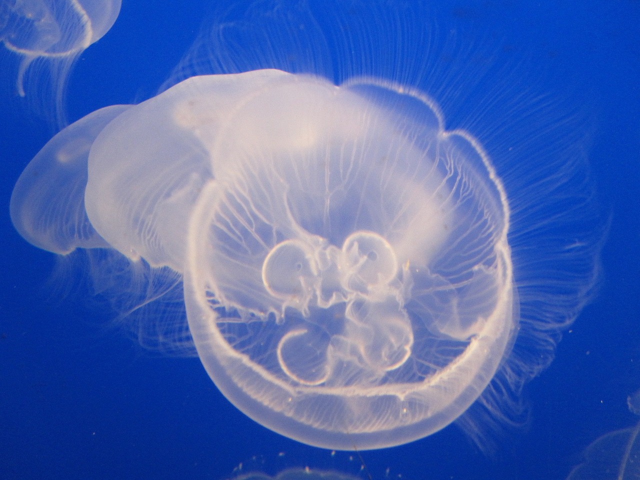 jelly fish water jellyfish free photo