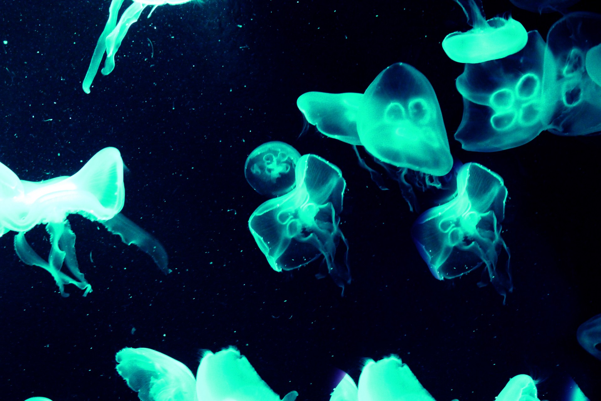 Фитопланктон вес. Медуза планктон. Светящийся океан биолюминесцентный фитопланктон. Люминесценция медуз. Люминесцентные водоросли.
