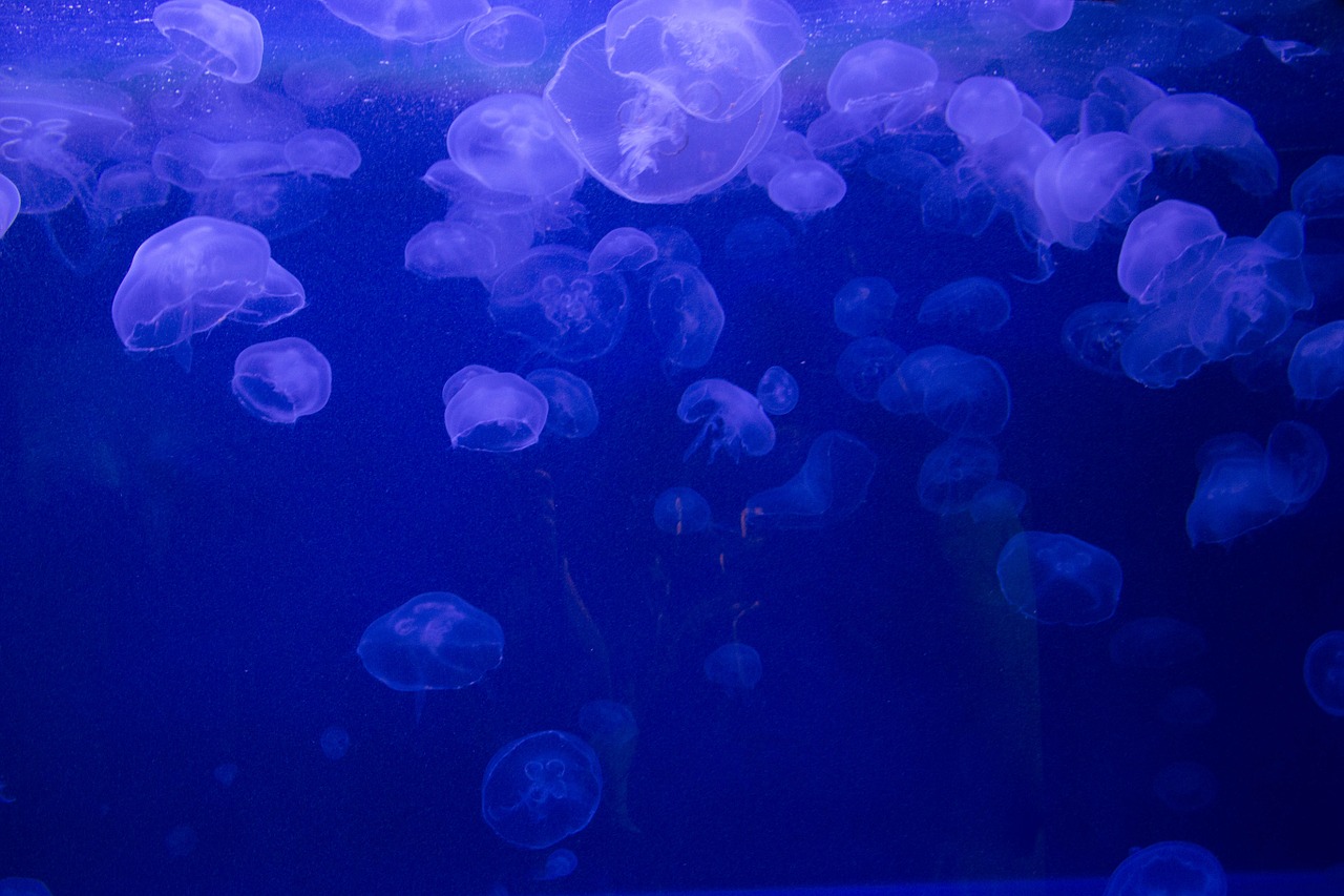 jelly fish ocean sea free photo