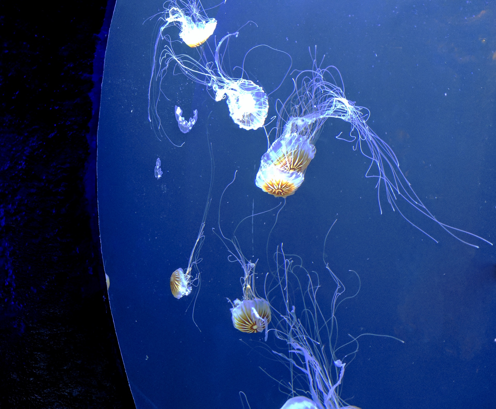jellyfish jelly fish aquarium free photo