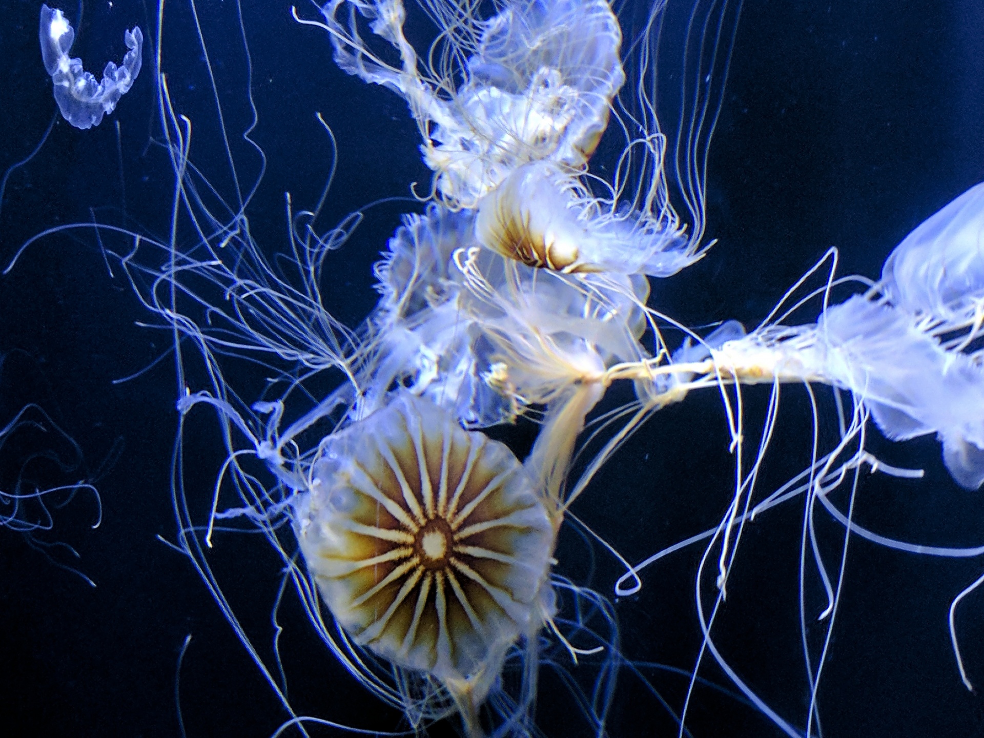 jellyfish jelly fish fish free photo