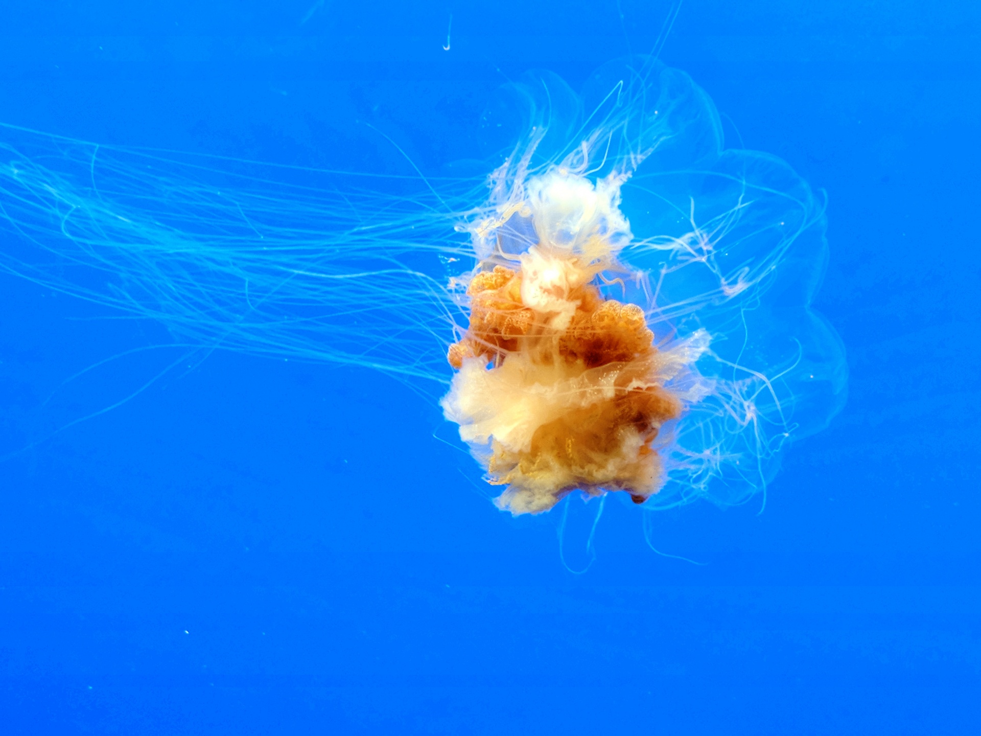 jelly fish jellyfish marine life free photo