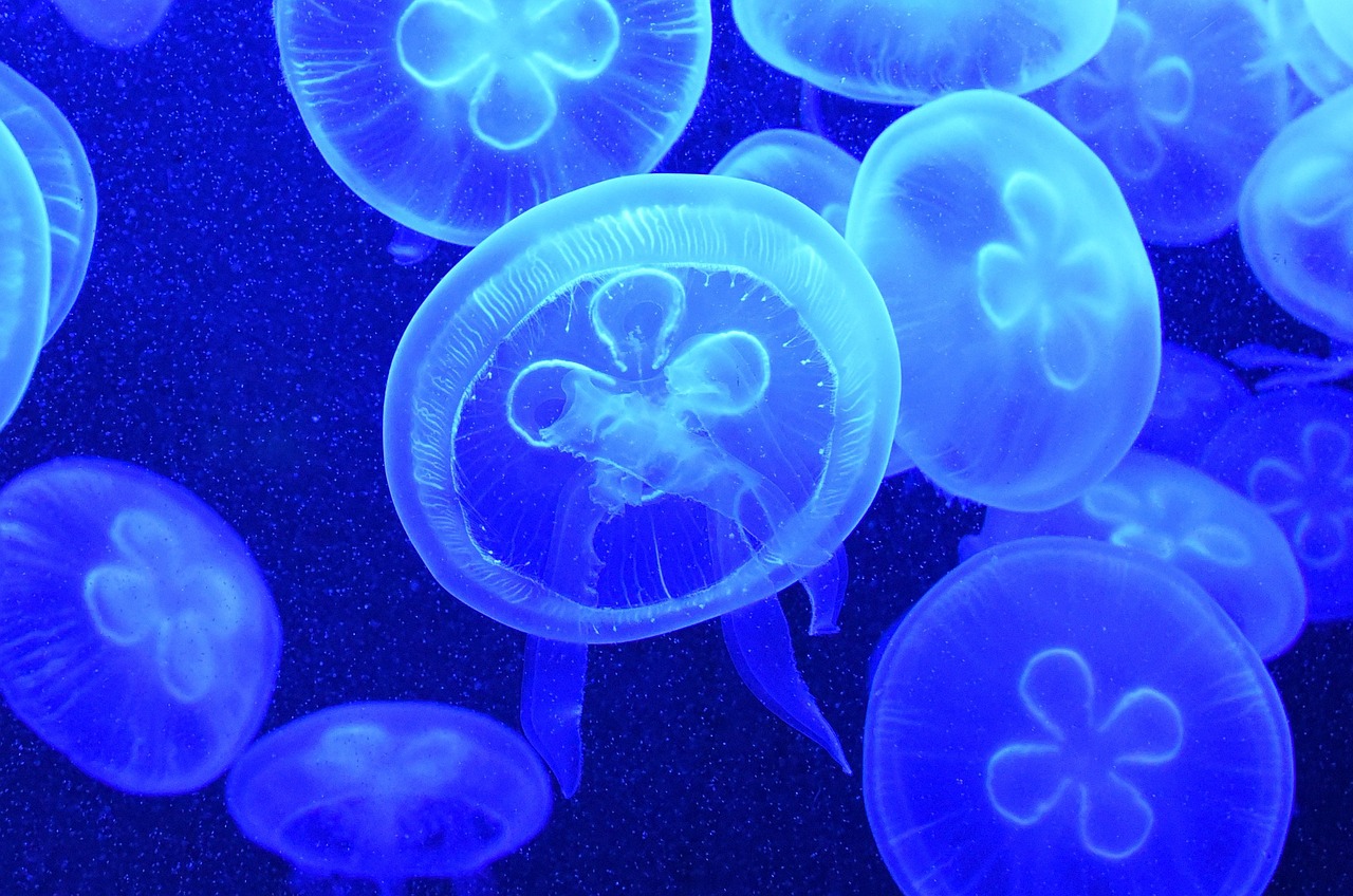 jelly fish water jellyfish free photo