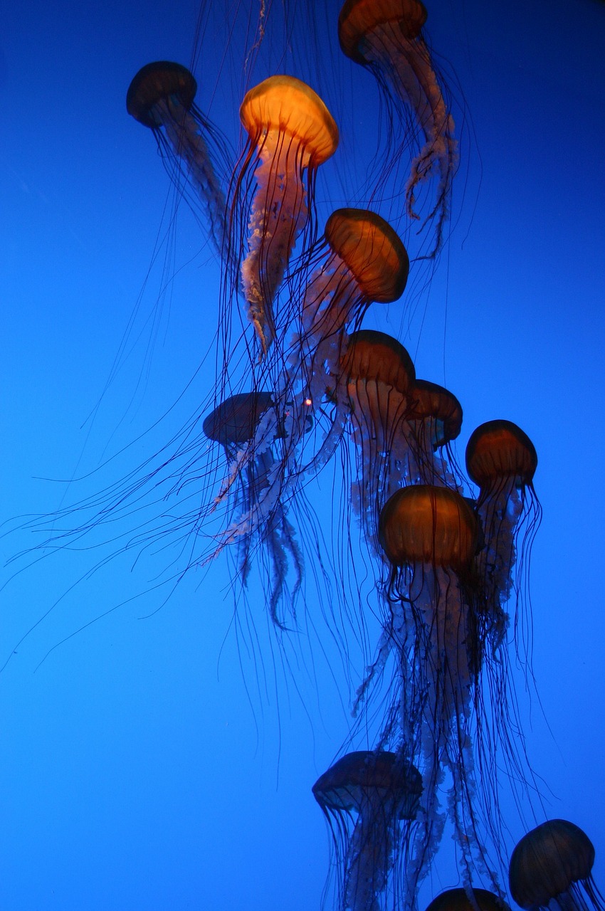 jelly fish aquarium blue free photo