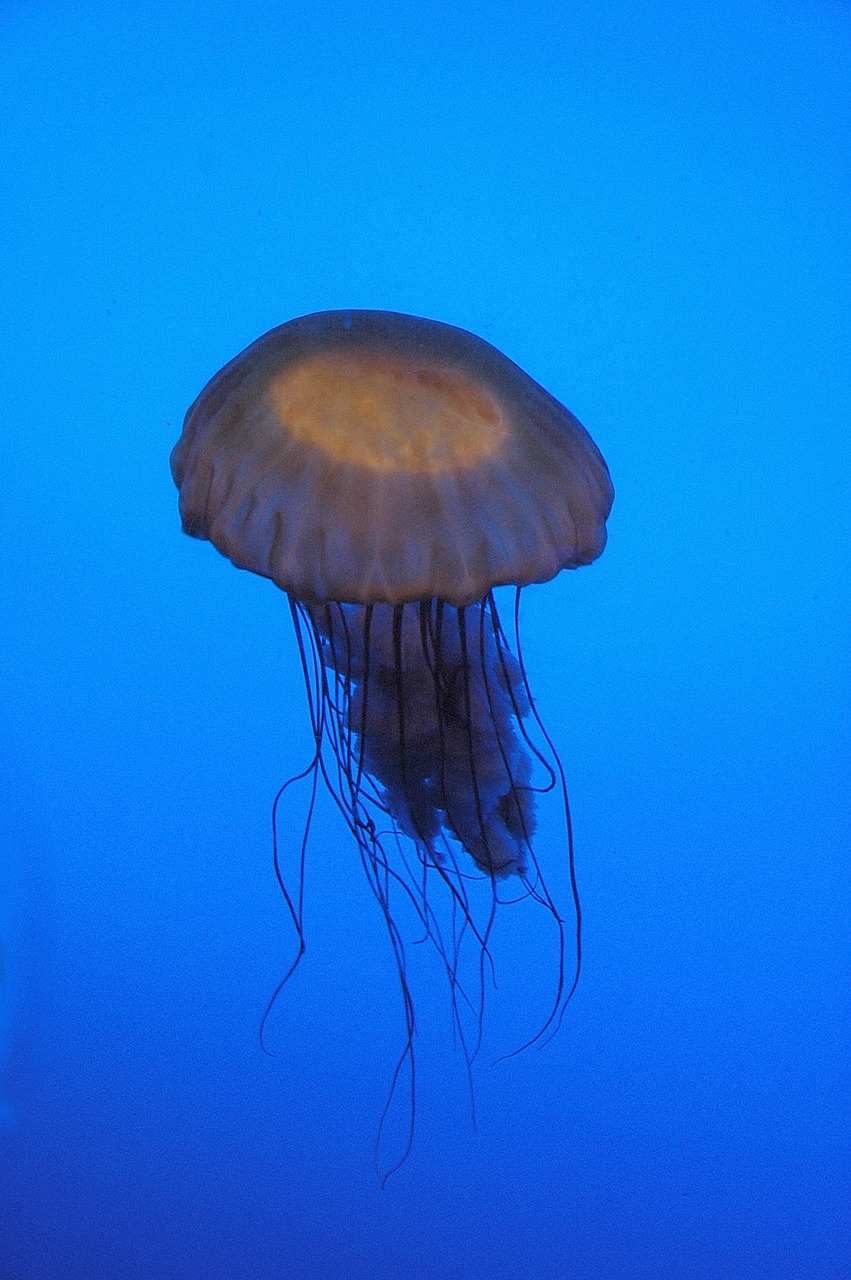 jelly fish sting aquatic free photo