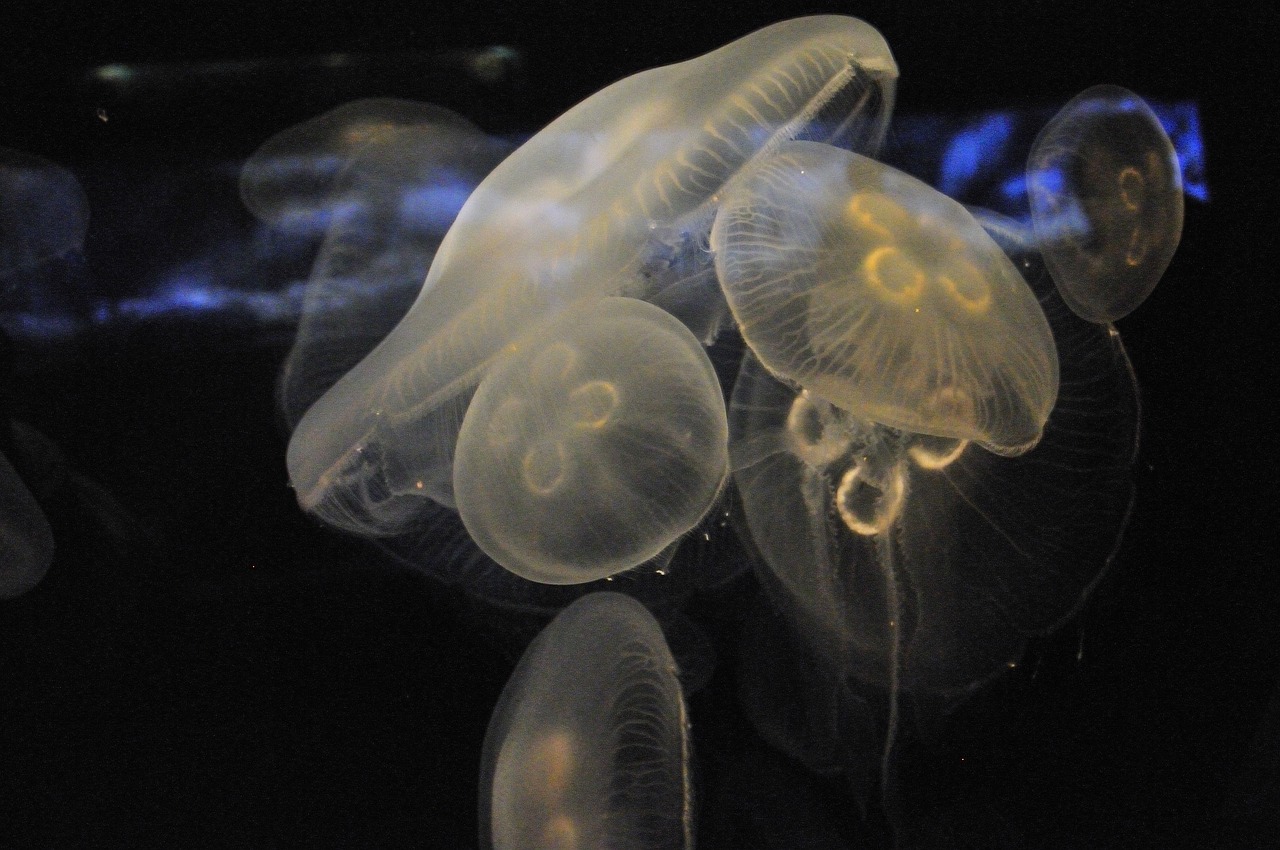 jelly fish ocean invertebrate free photo