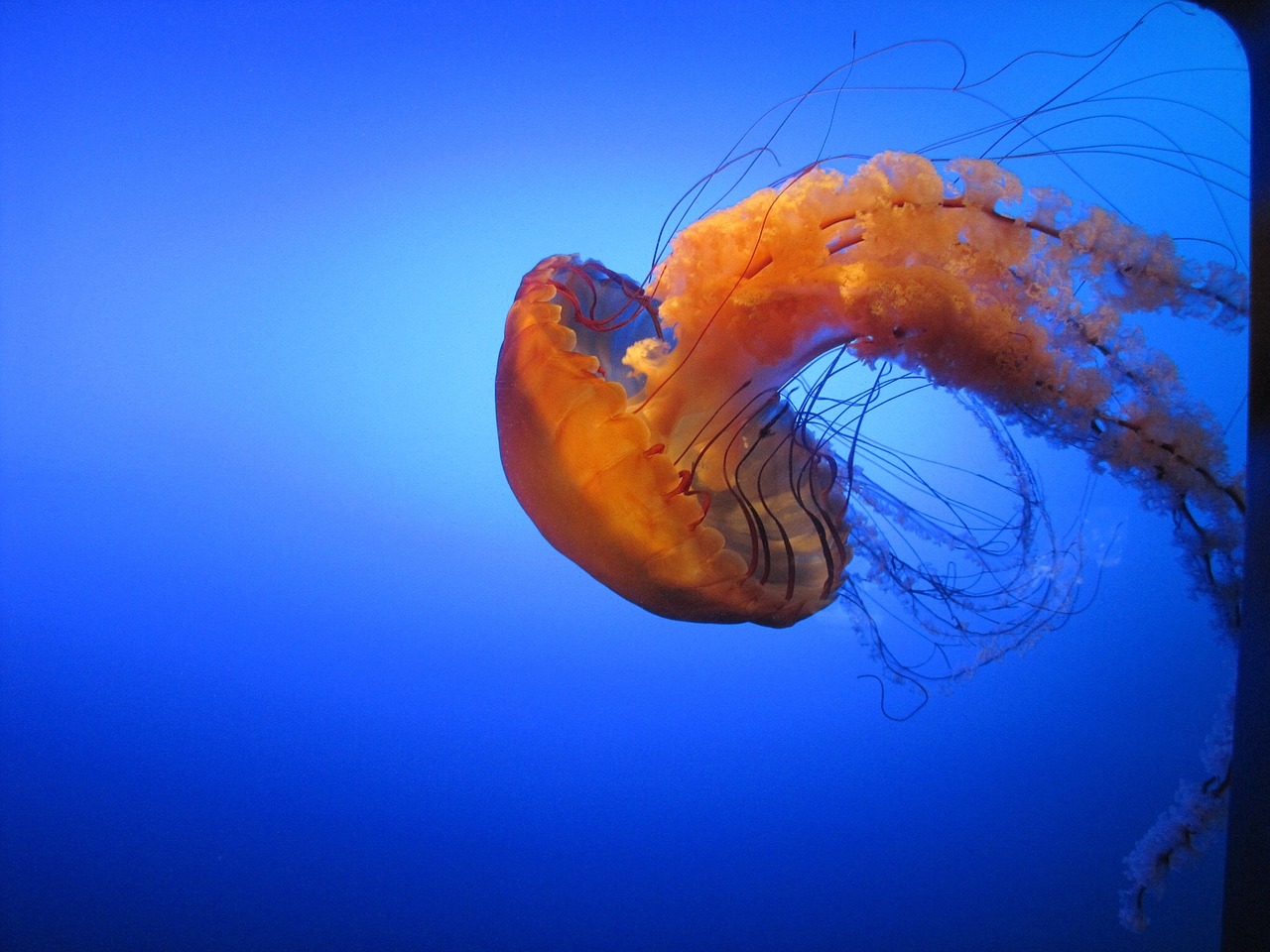 jelly fish natural wildlife free photo