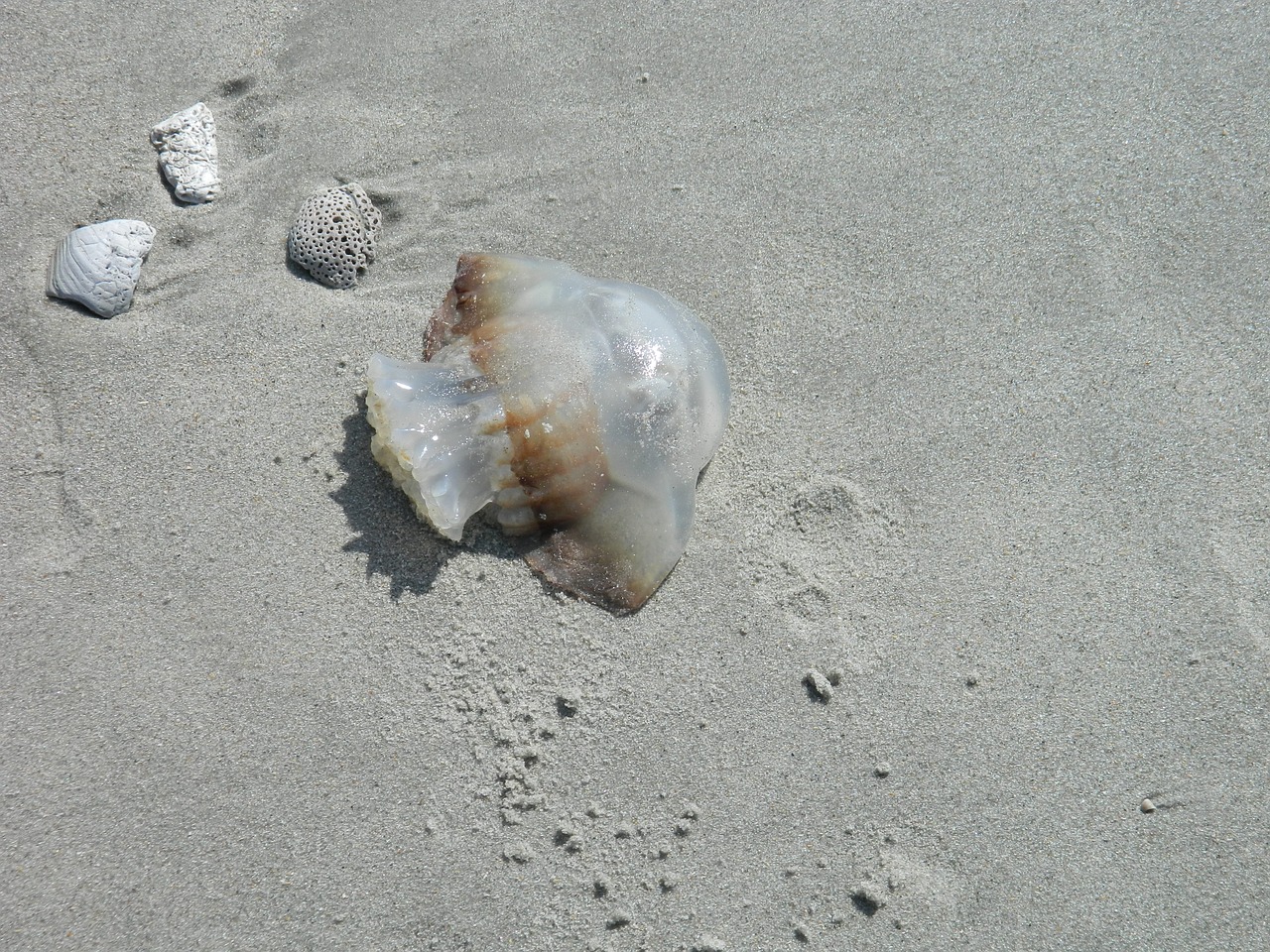 jelly fish sea shells beach free photo