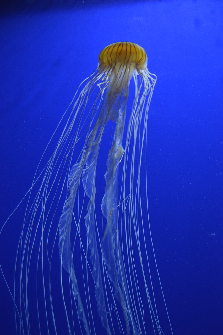 jelly fish aquarium swim free photo