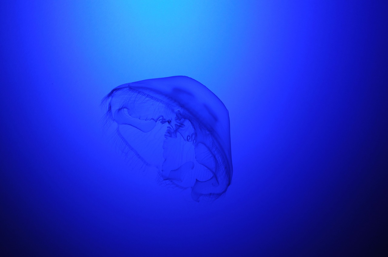 jelly fish blue water free photo