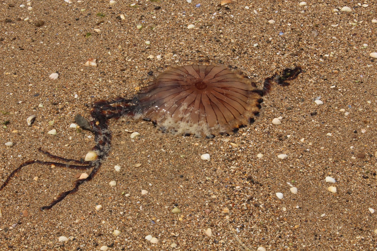 jelly fish beach summer free photo