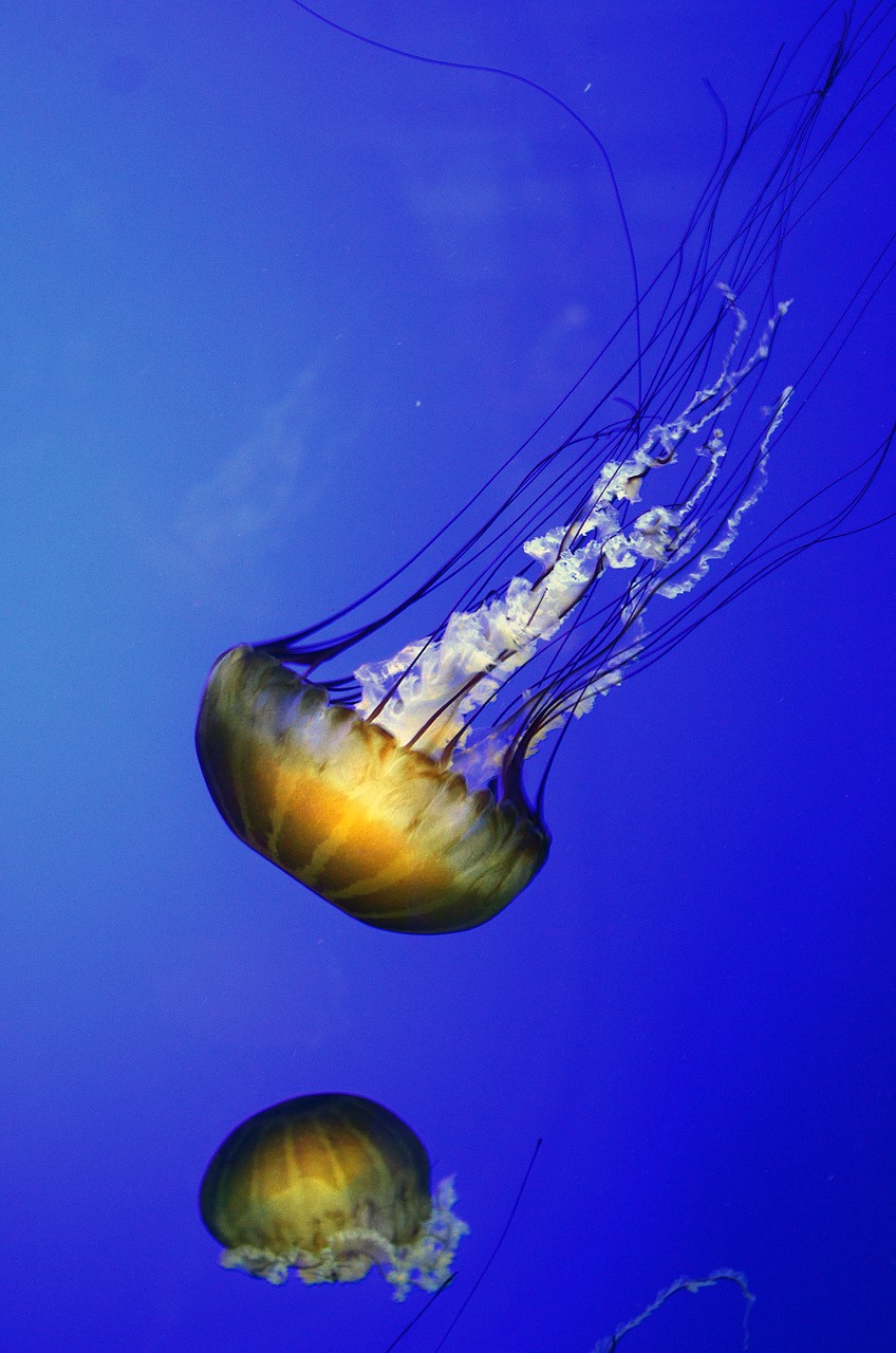 jelly fish jellyfish sea free photo