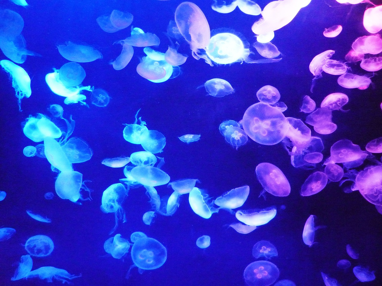 jelly fish aquarium tokyo free photo