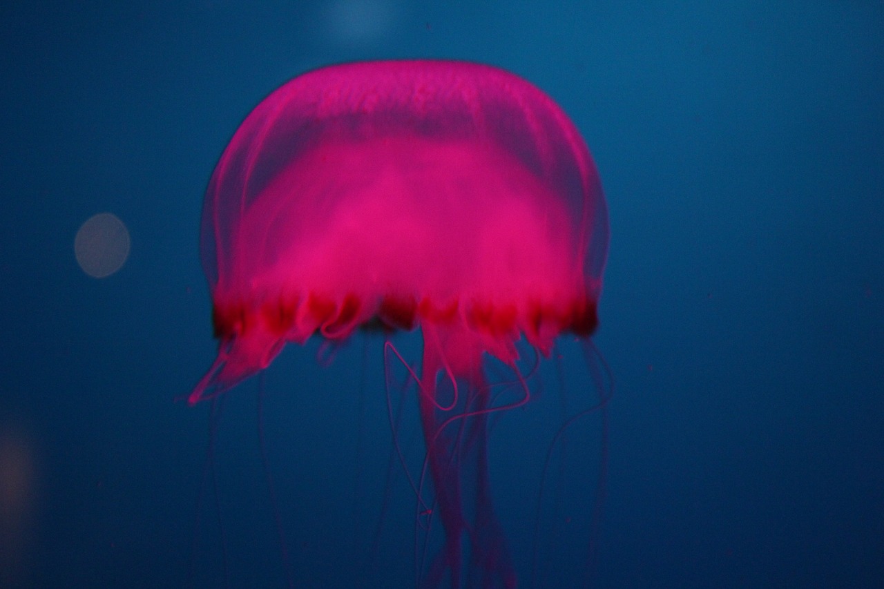 jelly fish  ocean  pink free photo