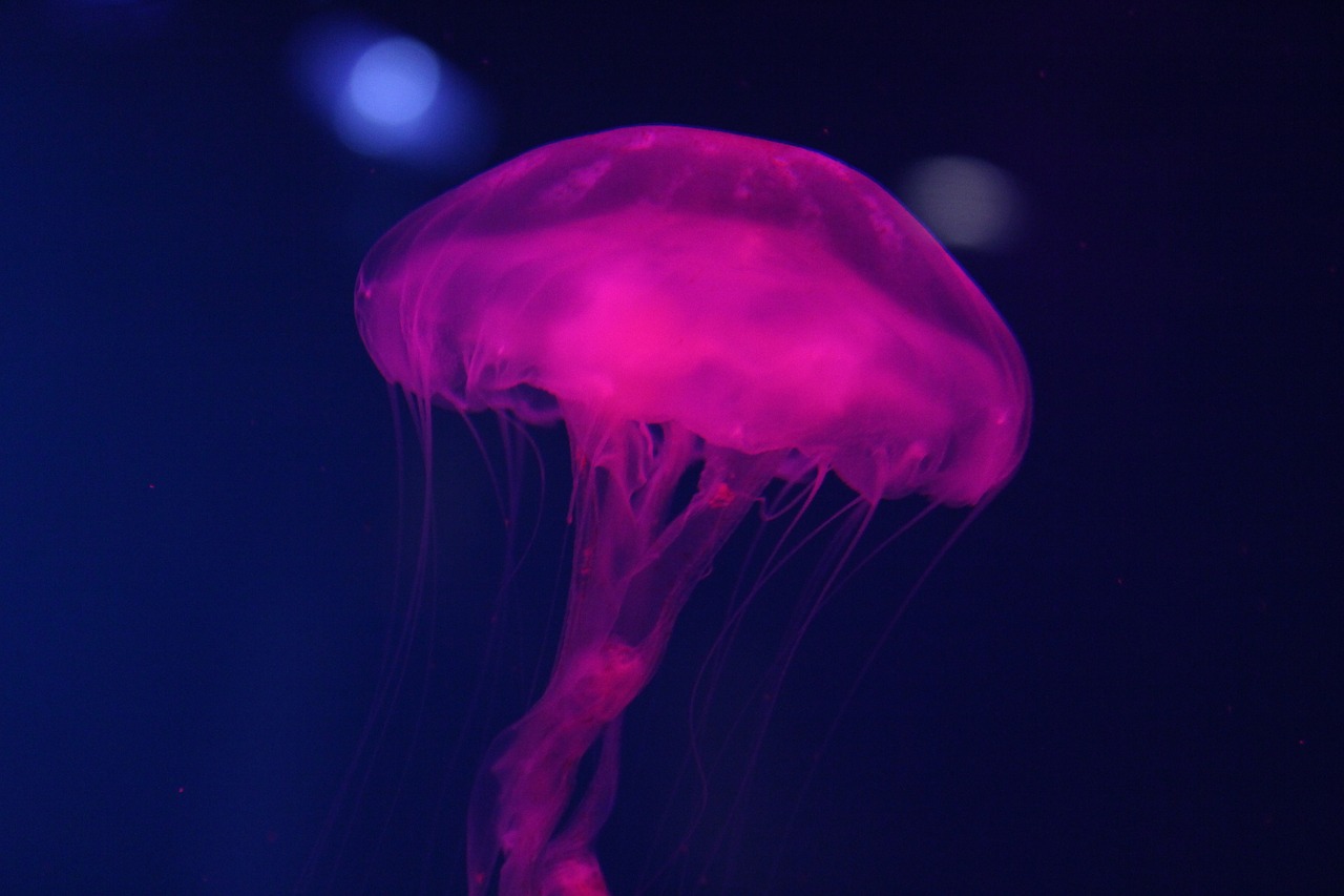 jelly fish  ocean  pink free photo