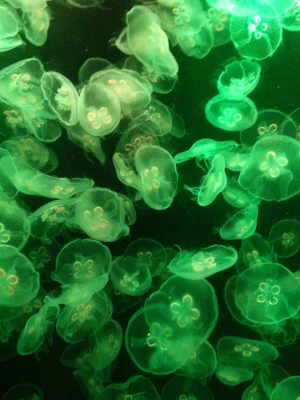 jelly fish jellyfish aquarium free photo