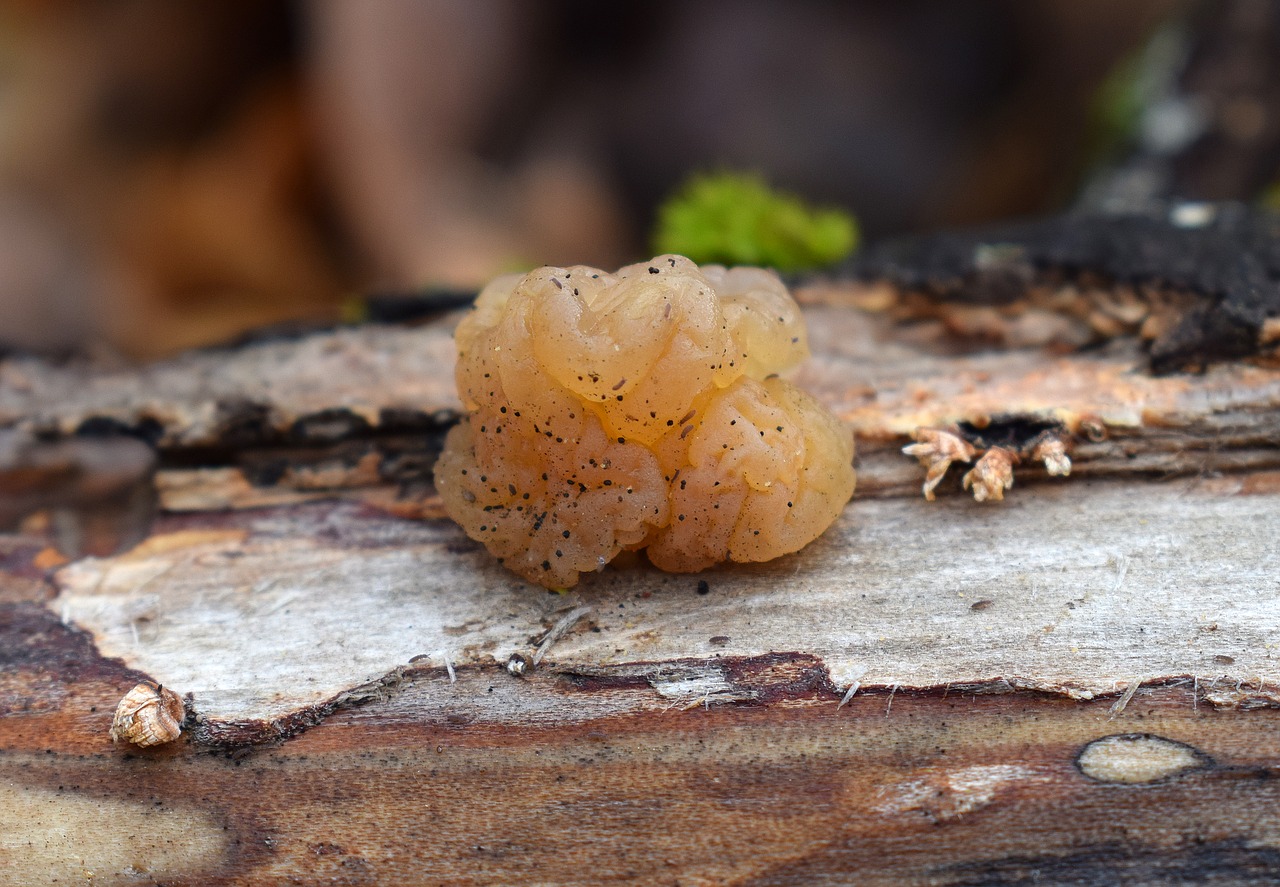 jelly fungus fungi plant free photo