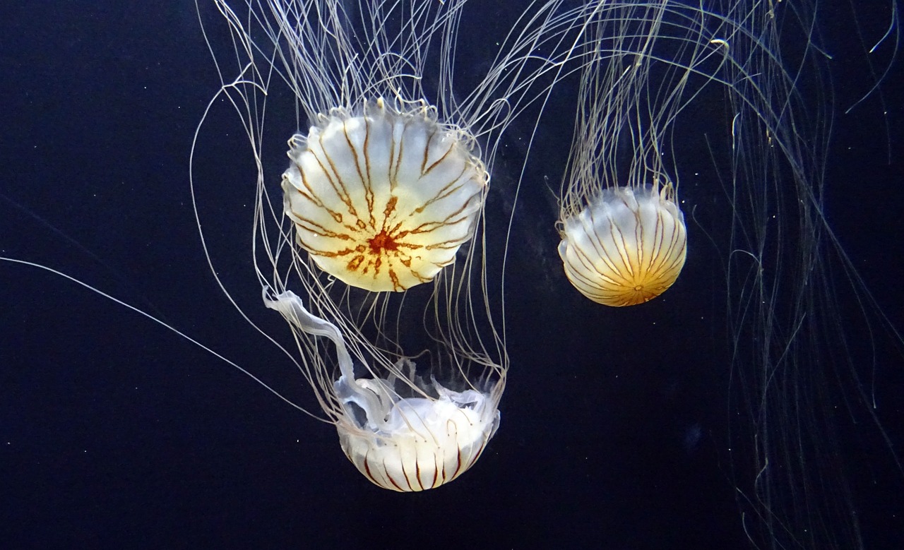 jellyfish jelly fish free photo