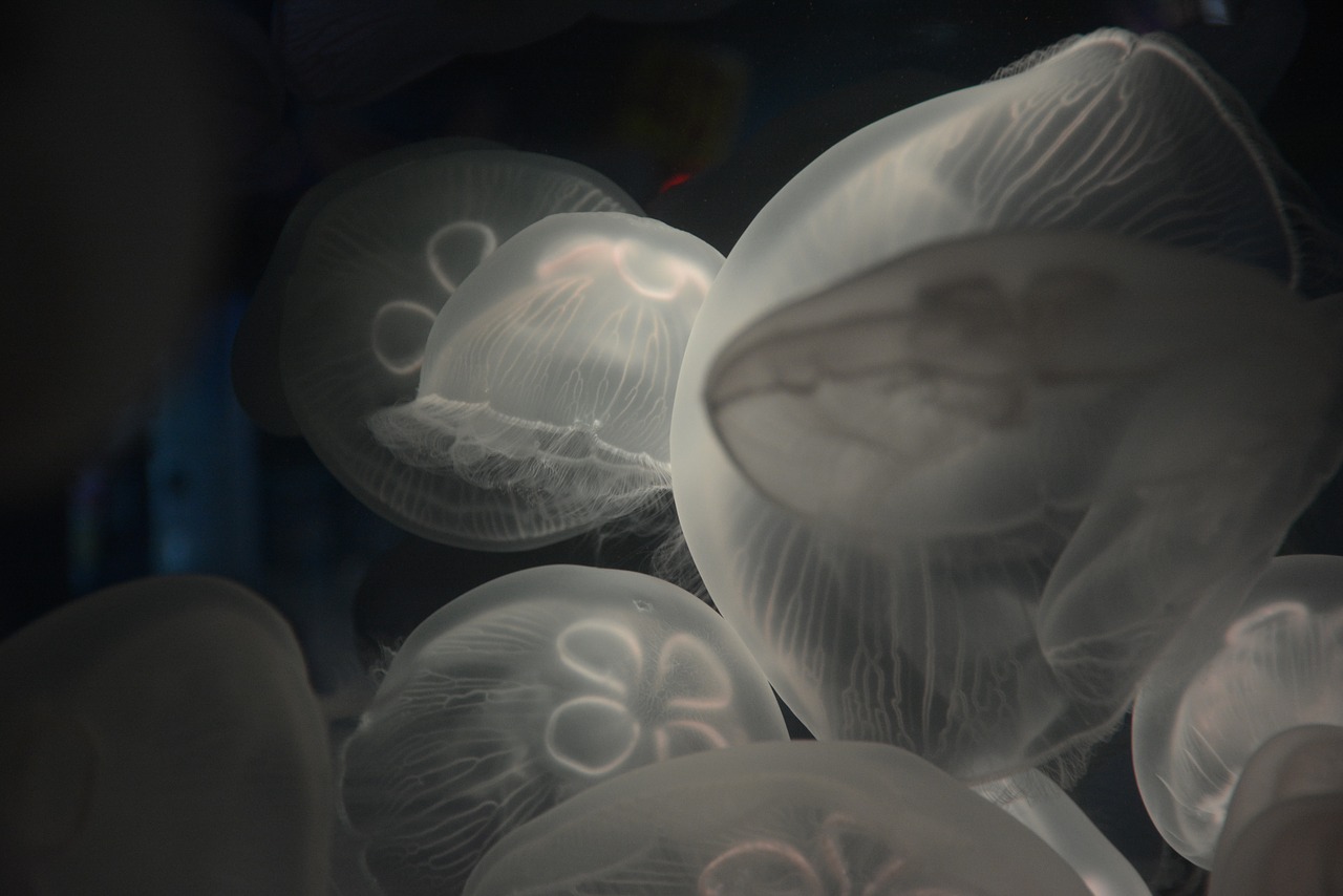 jellyfish aquarium underwater free photo