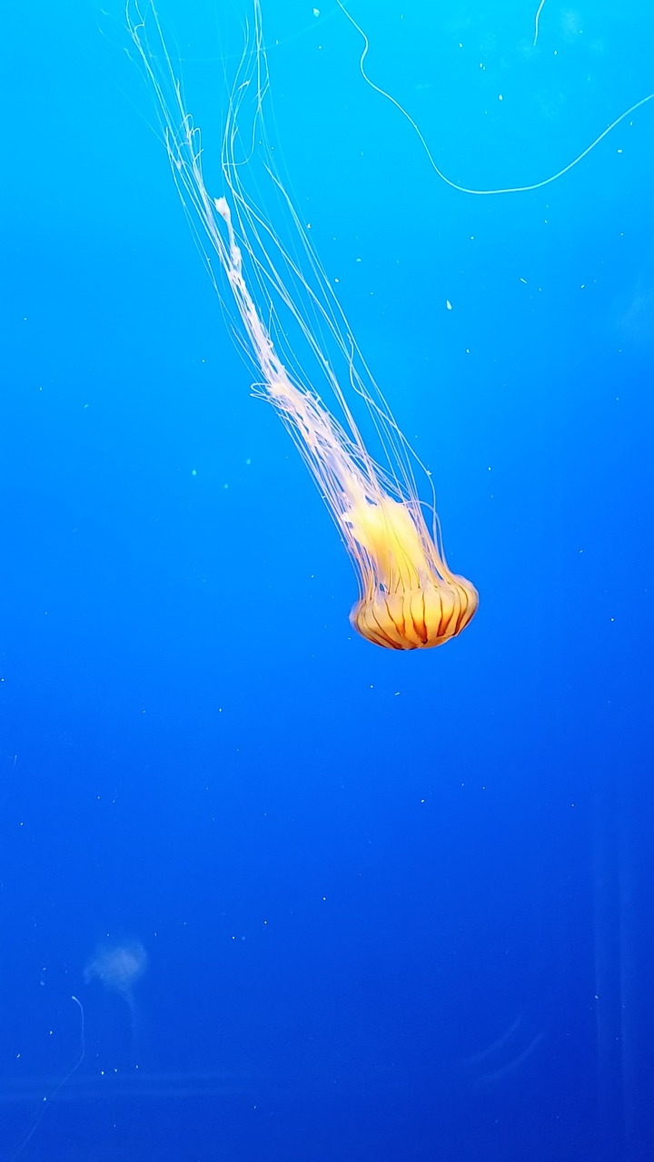 jellyfish zoo sea free photo