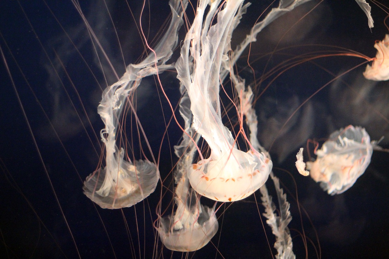 jellyfish aquarium ocean free photo
