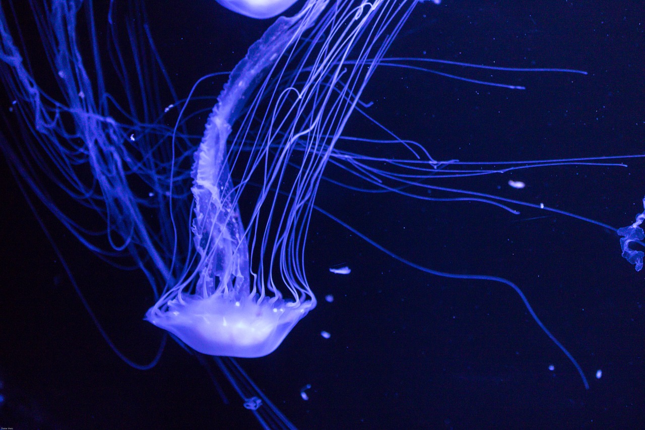 jellyfish tentacle sea free photo