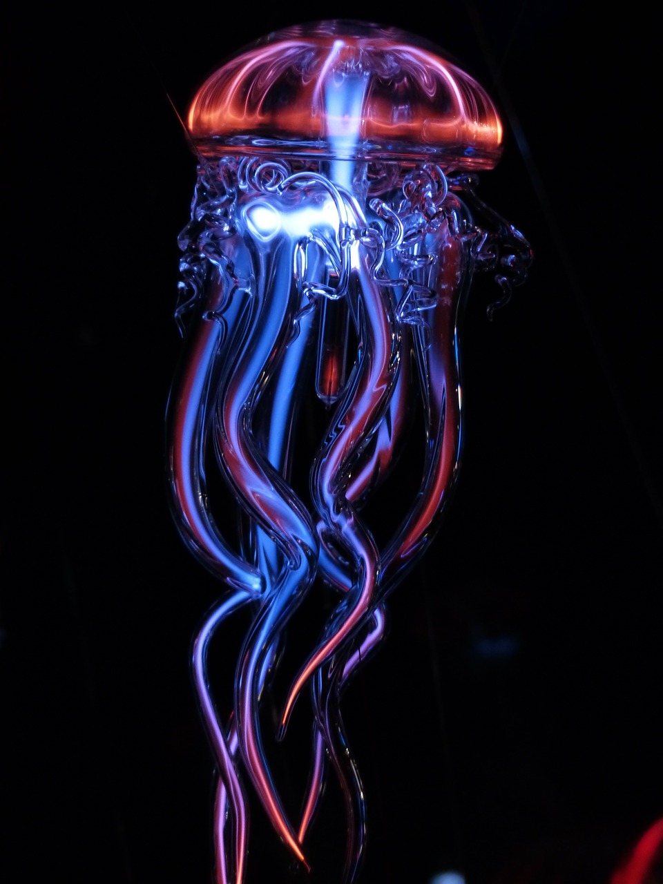 jellyfish luminous jellyfish light free photo