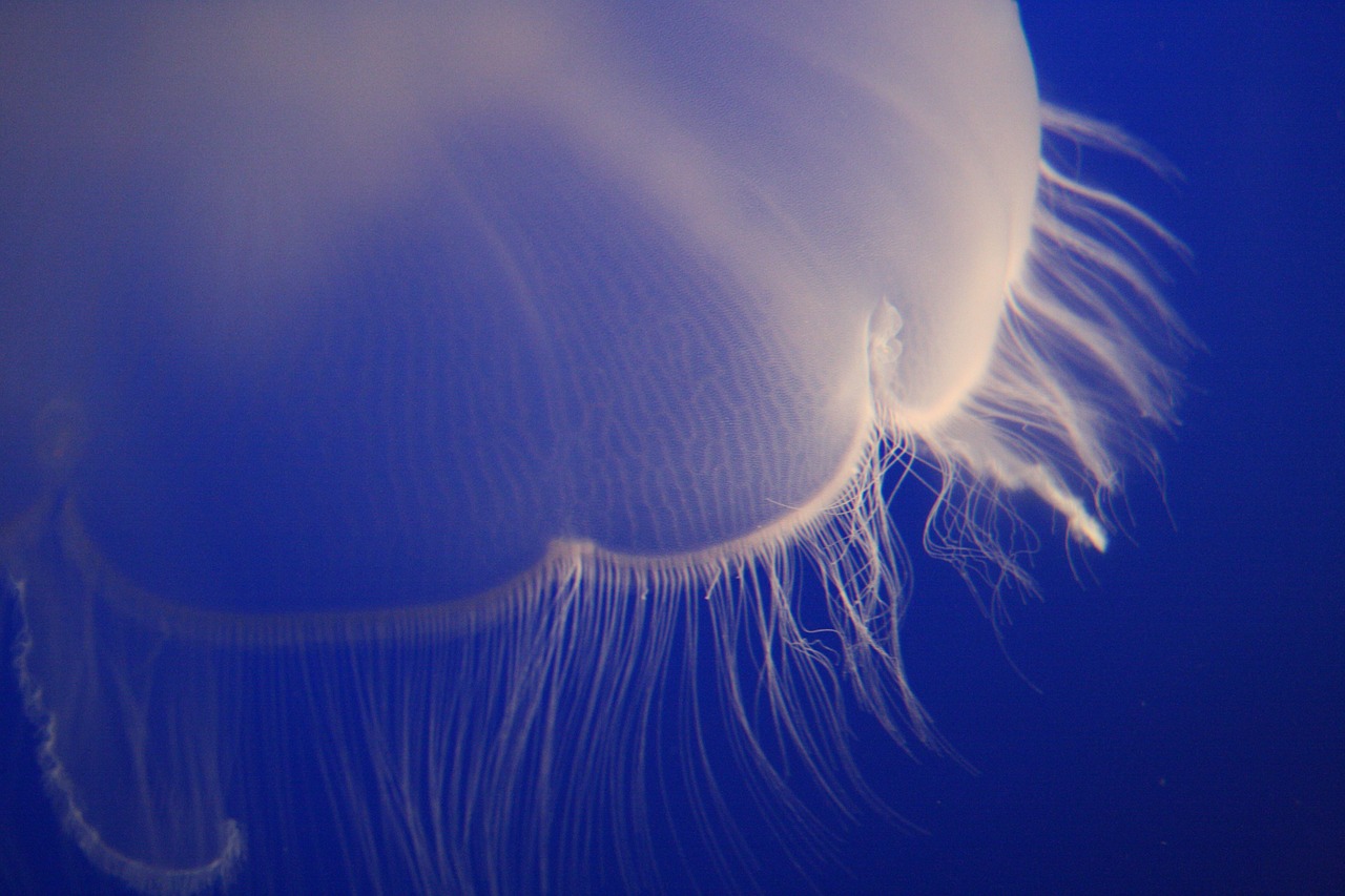 jellyfish saltwater aquatic free photo