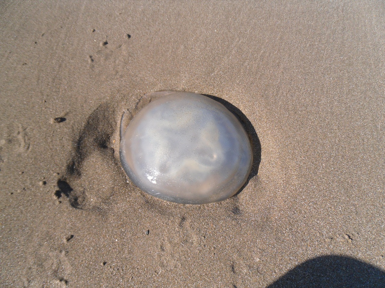 jellyfish beach sand free photo