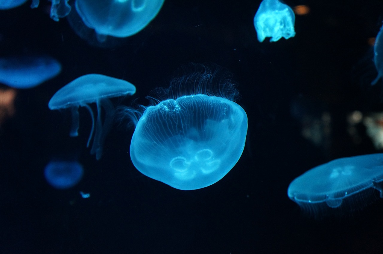 jellyfish aquarium sea free photo