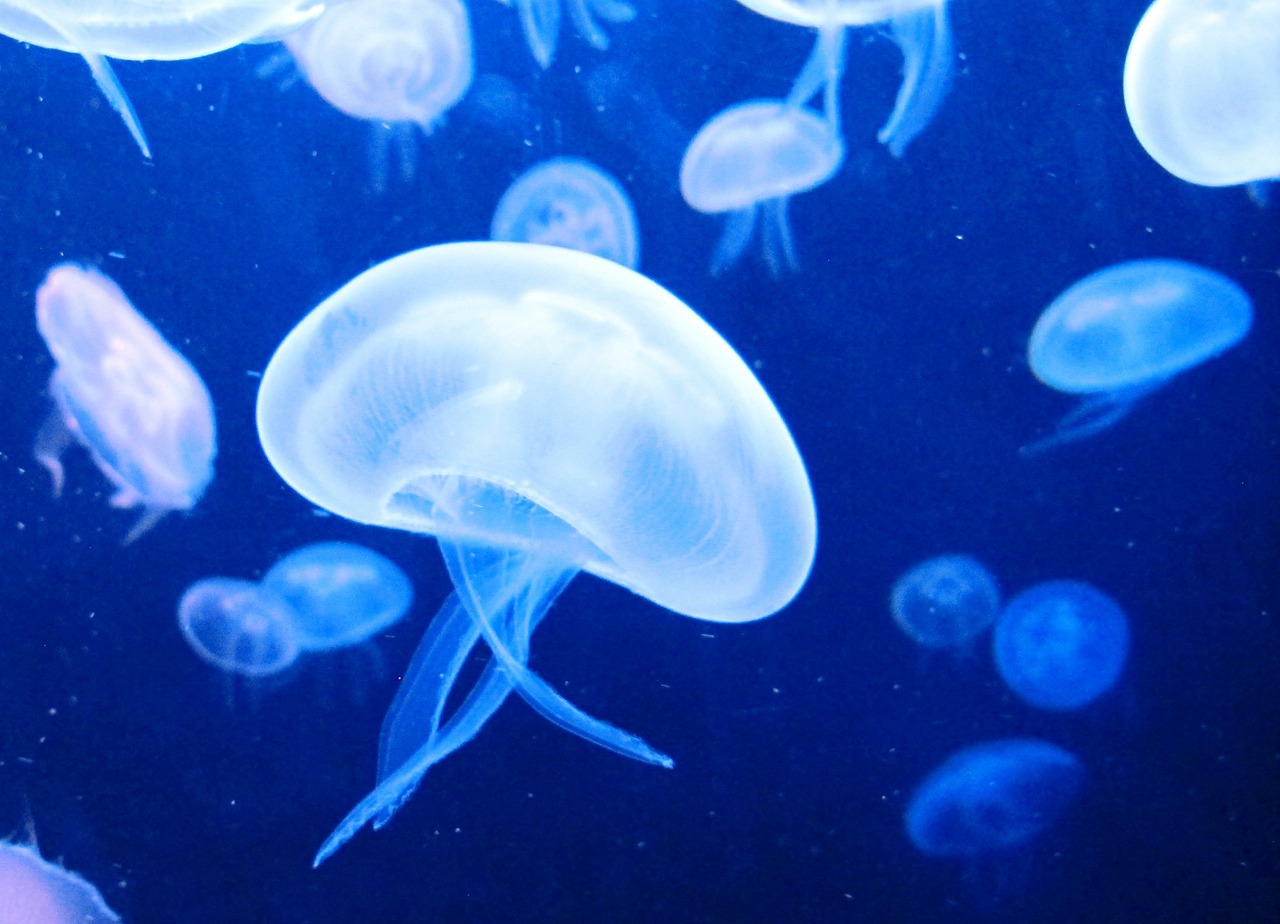 jellyfish sea water free photo