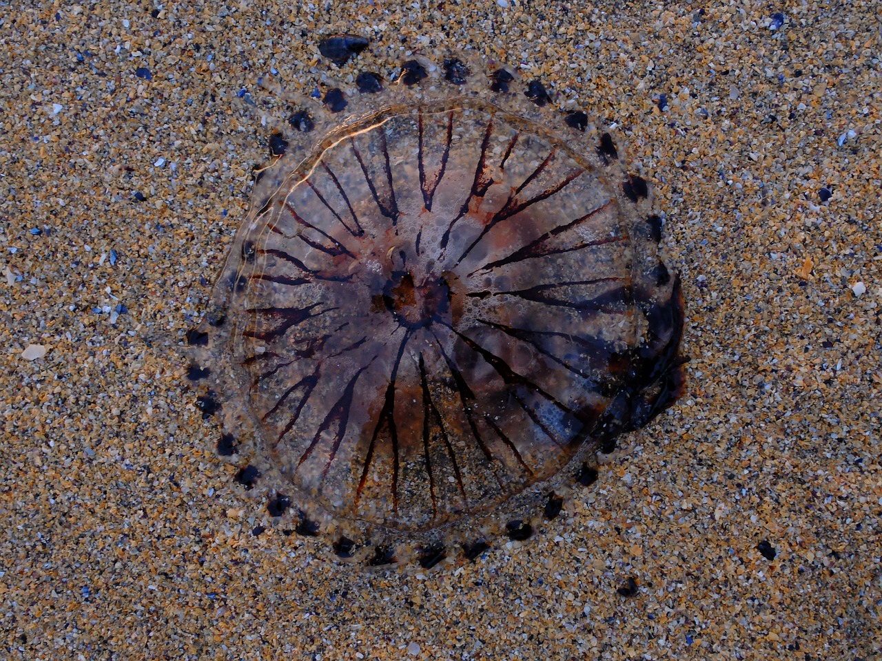 jellyfish beach sand free photo