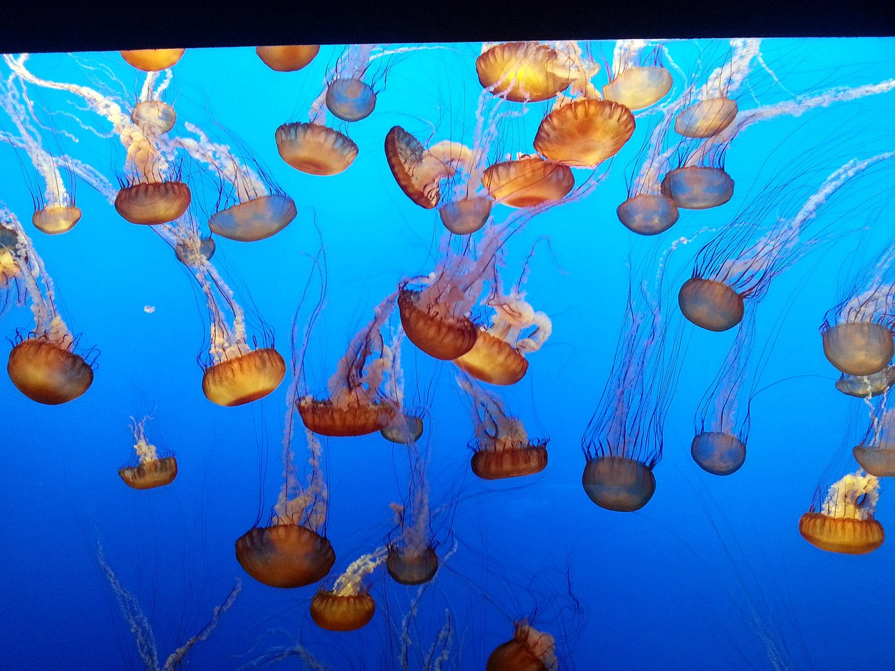jellyfish aquarium monterey free photo