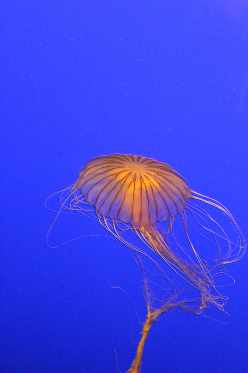 jellyfish yellow orange free photo
