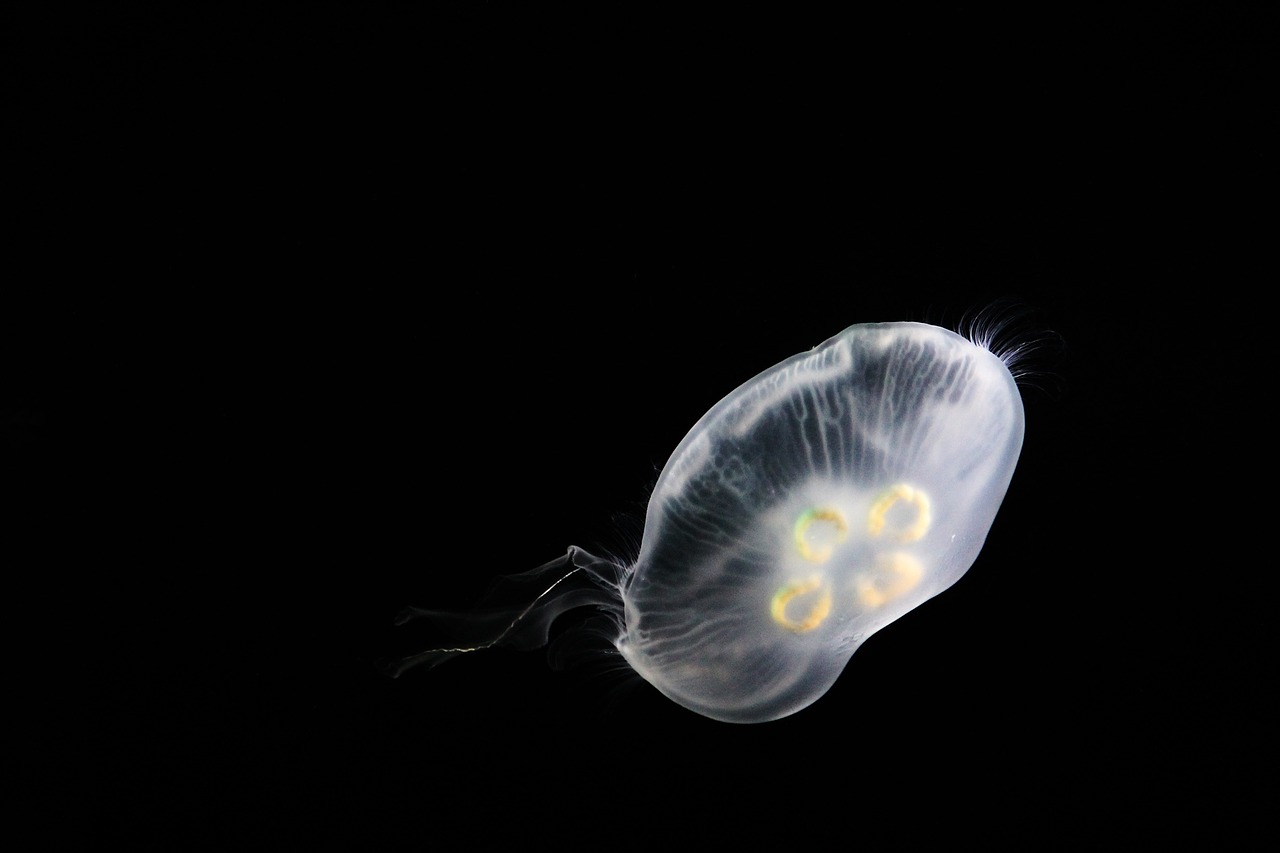 jellyfish sea life floating free photo
