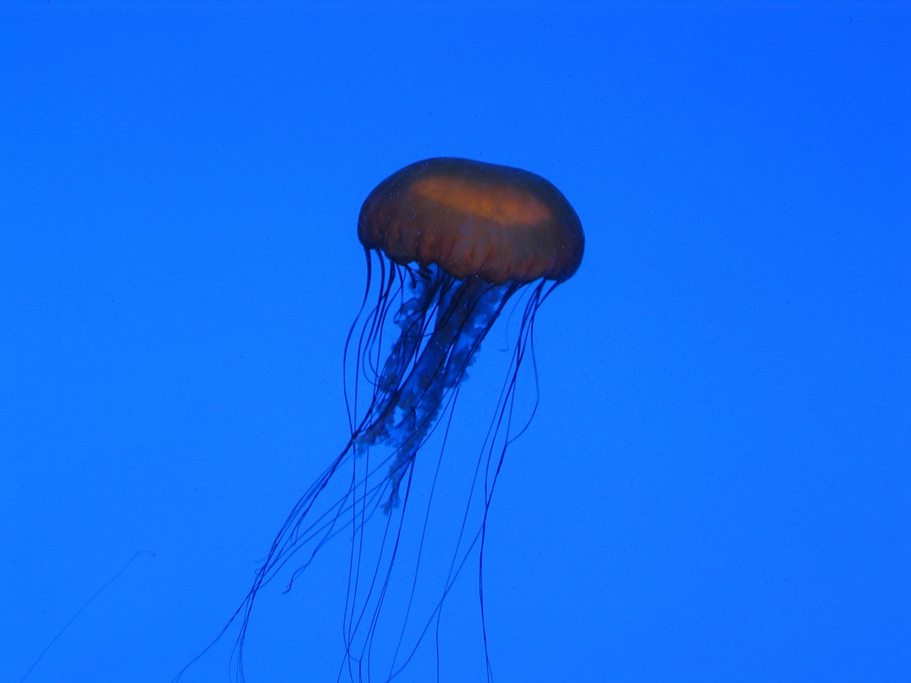 jellyfish aquarium blue free photo