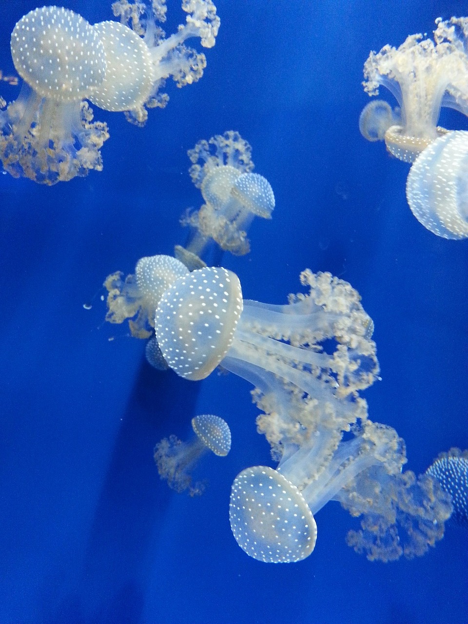 jellyfish genova's aquarium genoa free photo