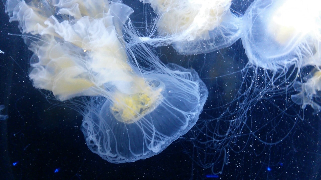 jellyfish sealife sea free photo